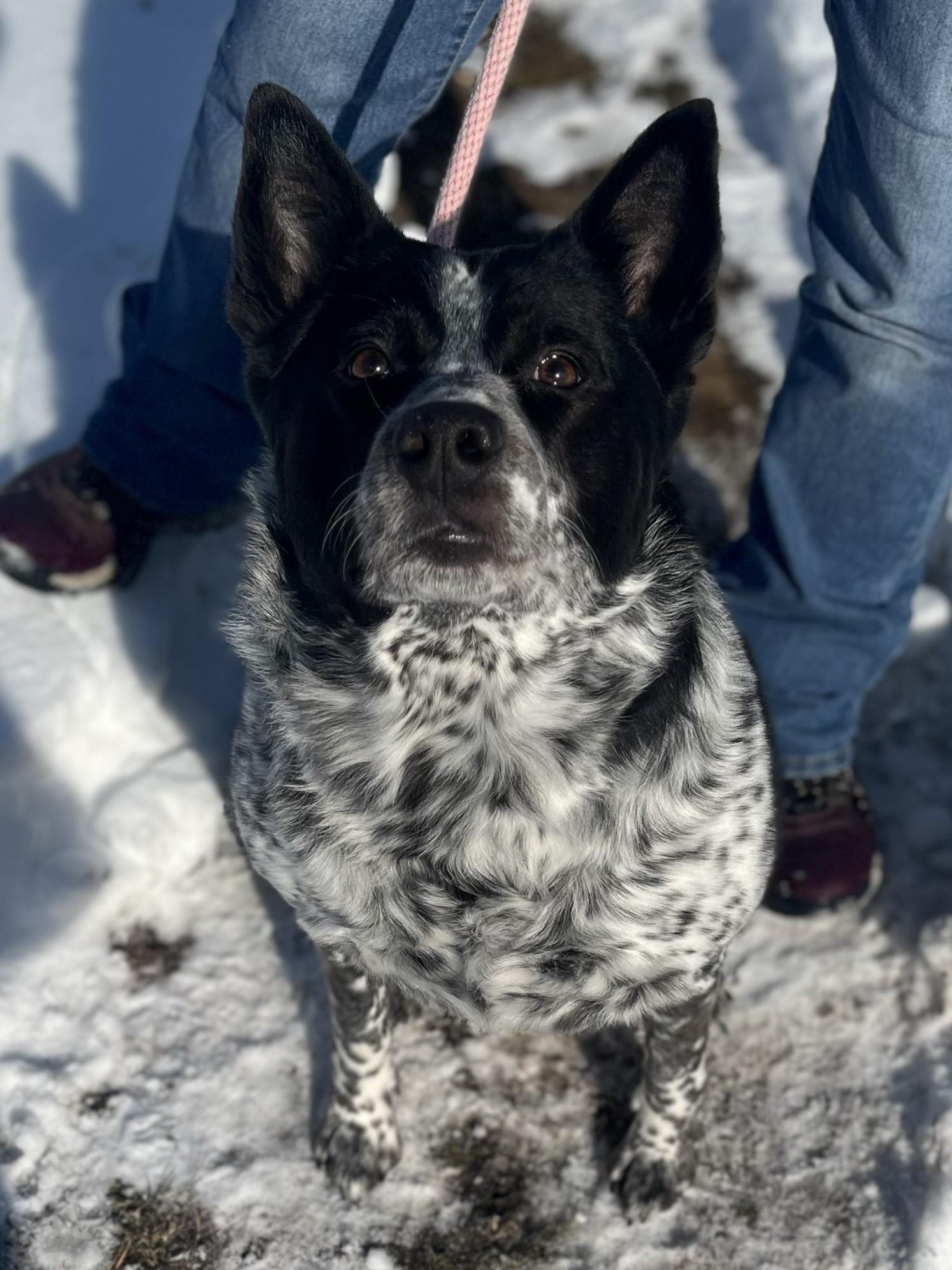 Enlarge Chica, an adopted Australian Cattle Dog / Blue Heeler in Winchester, VA image 2/3