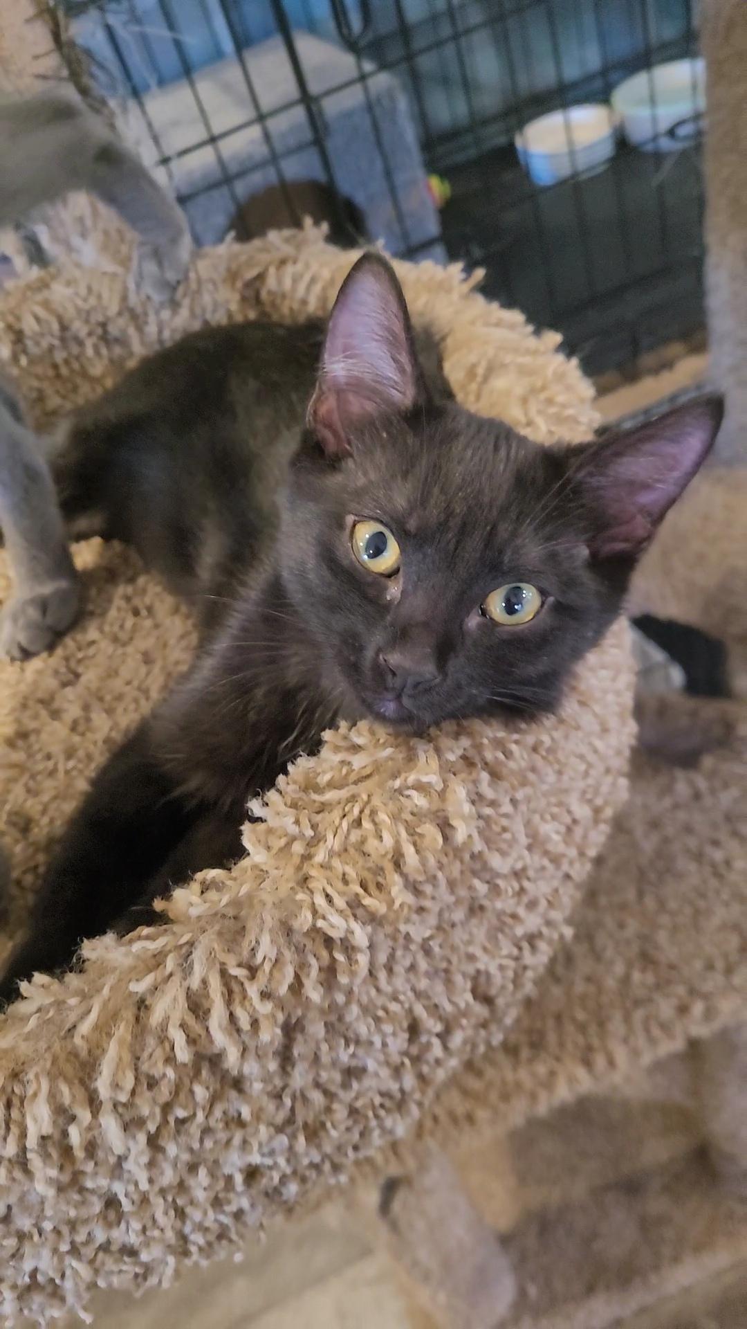Enlarge Cocoa Puff - Mini Wheat - Froot Loops, a ADOPTABLE mixed breed in Escalon, CA image 3/6