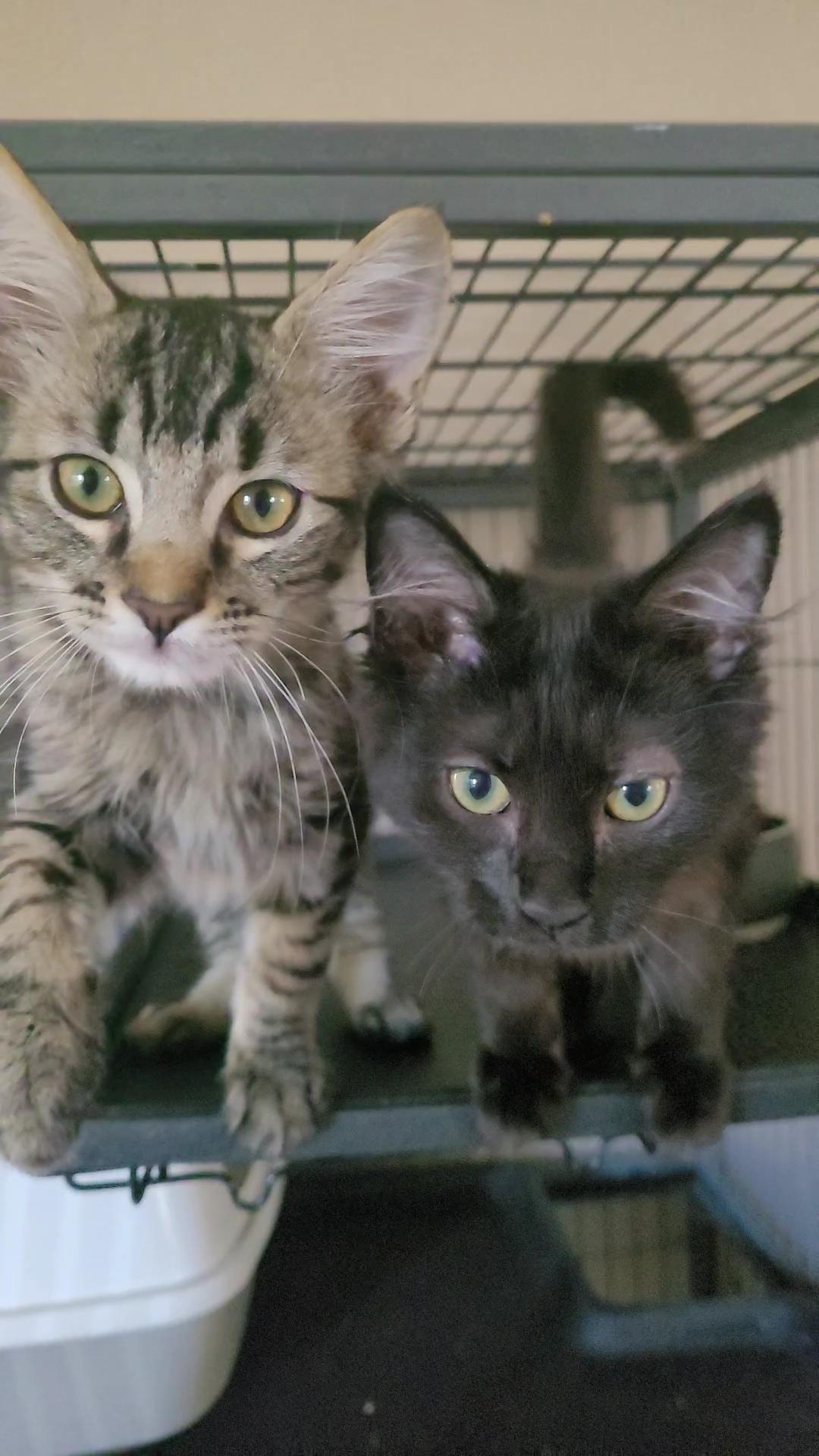 Enlarge Cocoa Puff - Mini Wheat - Froot Loops, a ADOPTABLE mixed breed in Escalon, CA image 5/6