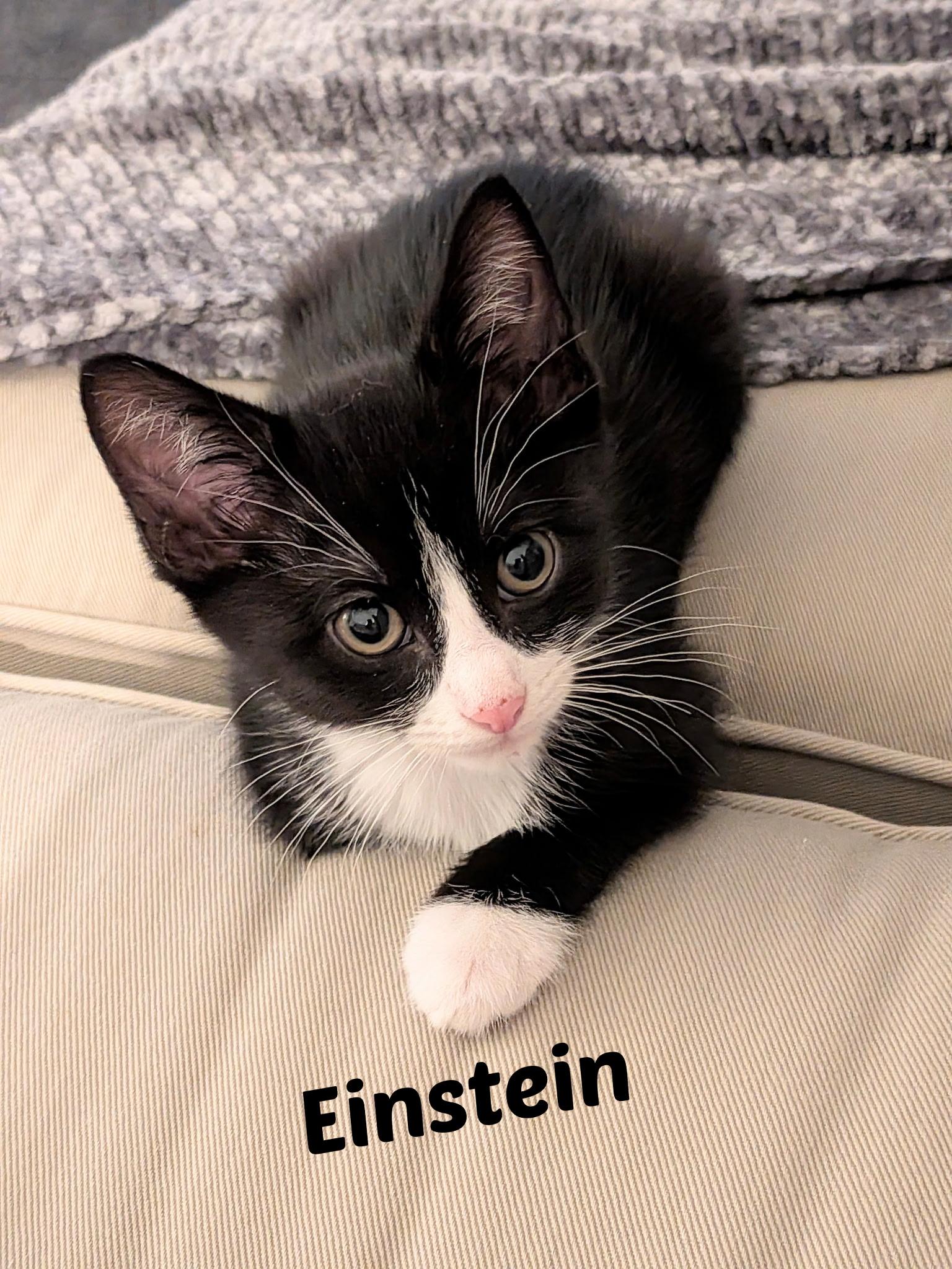Einstein, ADOPTABLE, Kitten Male Domestic Short Hair.