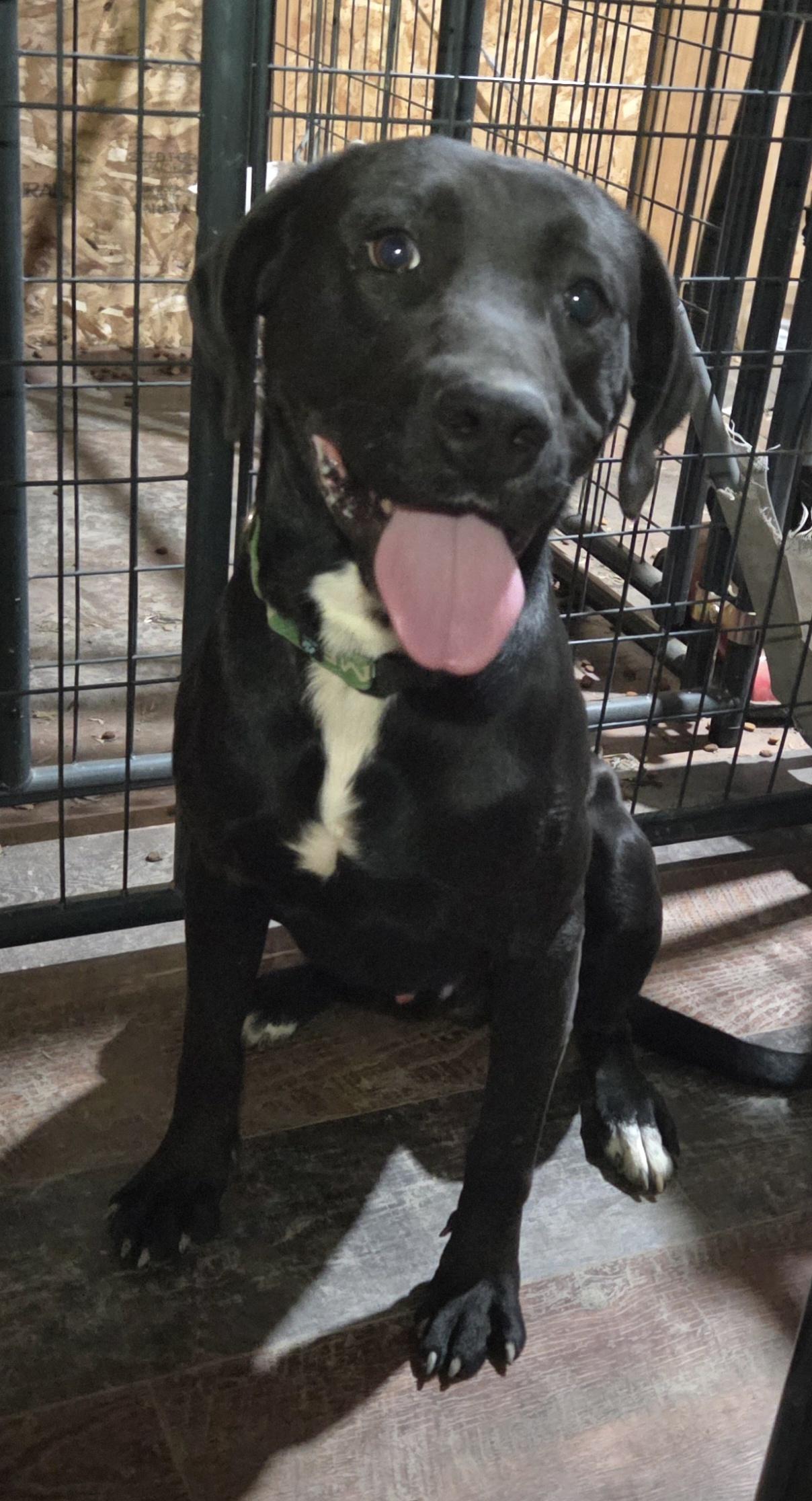 Enlarge Tank, a Adoptable mixed breed in Muncie, IN image 3/4