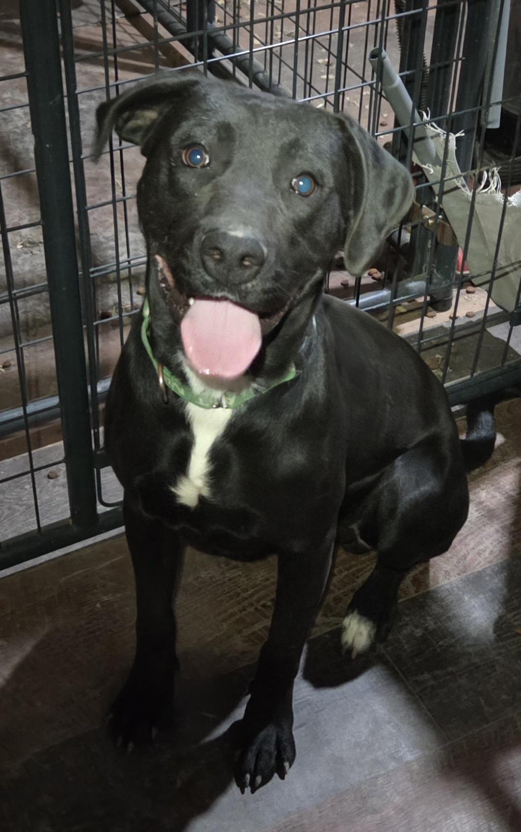 Enlarge Tank, a Adoptable mixed breed in Muncie, IN image 1/4