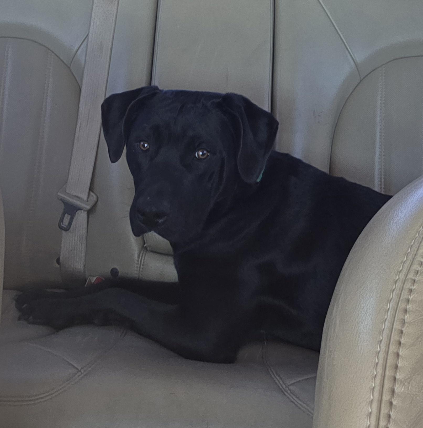 Enlarge Tank, a Adoptable mixed breed in Muncie, IN image 4/4