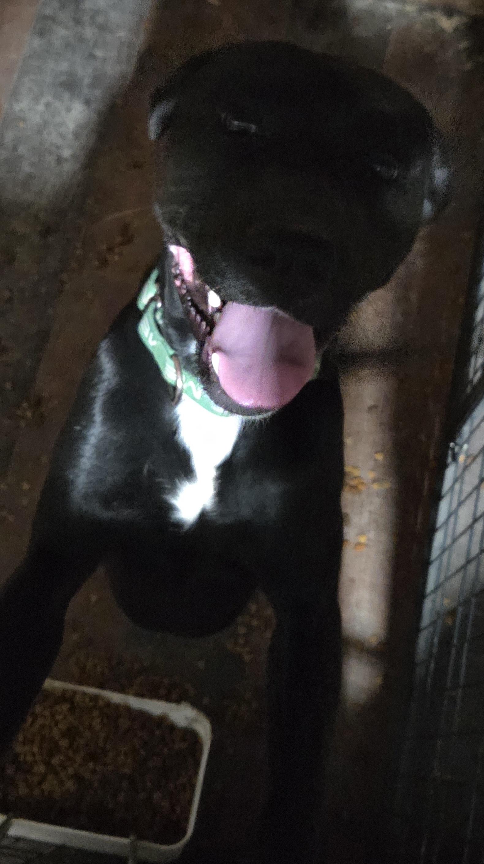 Enlarge Tank, a Adoptable mixed breed in Muncie, IN image 2/4