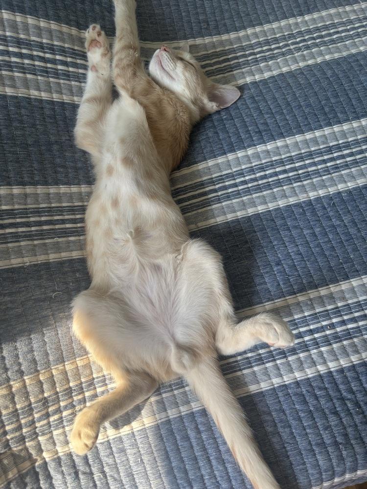 Dragon Peach, Adoptable, Young Male Domestic Short Hair.