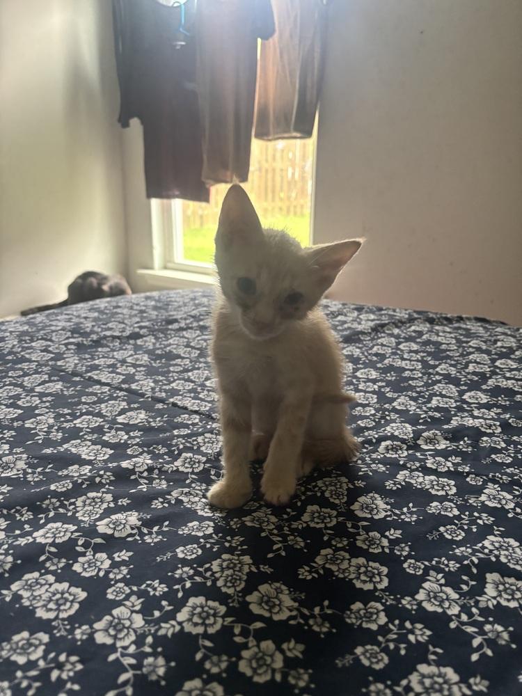 Enlarge Dragon Peach, a Adoptable Domestic Short Hair in Salisbury, NC image 2/6