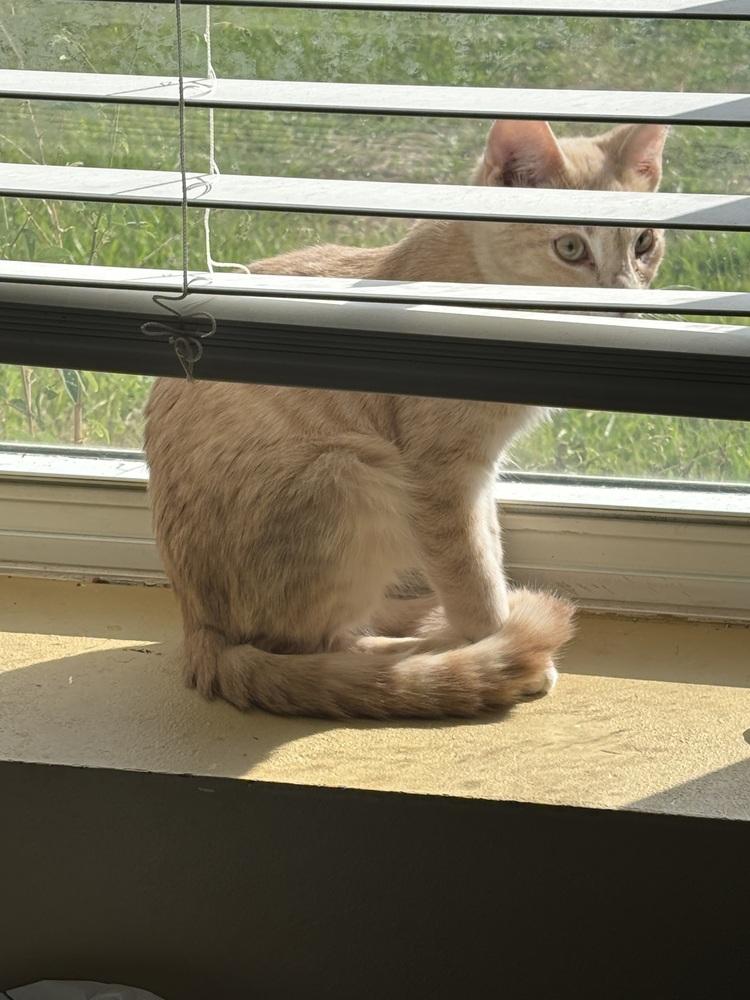 Enlarge Dragon Peach, a Adoptable Domestic Short Hair in Salisbury, NC image 3/6