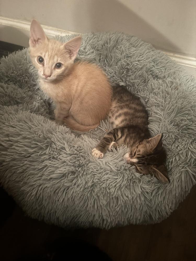 Enlarge Dragon Peach, a Adoptable Domestic Short Hair in Salisbury, NC image 4/6