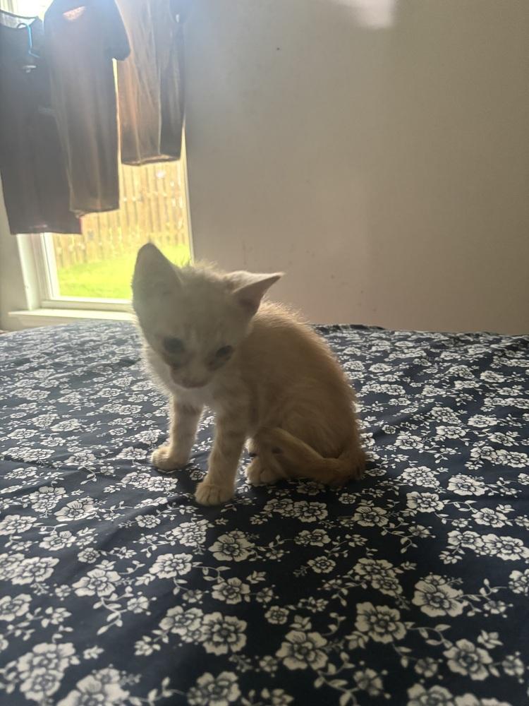 Enlarge Dragon Peach, a Adoptable Domestic Short Hair in Salisbury, NC image 5/6