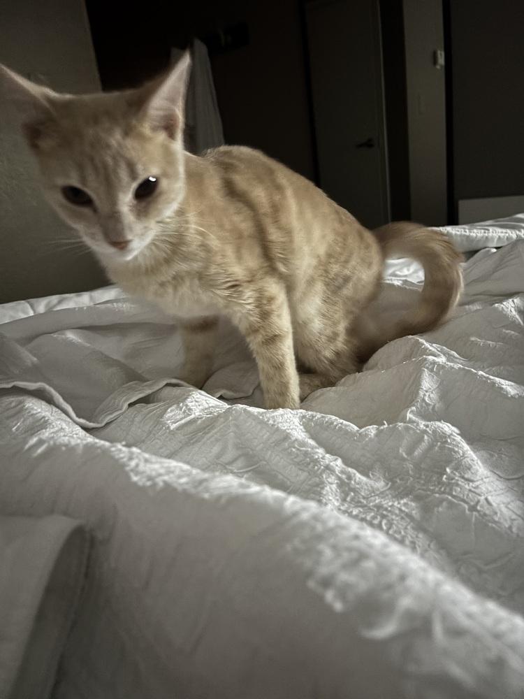 Enlarge Dragon Peach, a Adoptable Domestic Short Hair in Salisbury, NC image 6/6