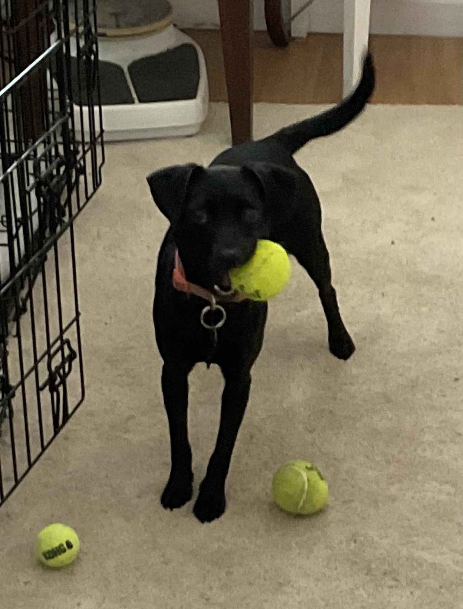 Enlarge JuneBug, a Adopted mixed breed in Boonton, NJ image 2/6