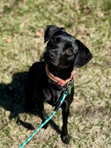 Enlarge JuneBug, a Adopted mixed breed in Boonton, NJ image 3/6