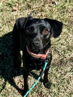 Enlarge JuneBug, a Adopted mixed breed in Boonton, NJ image 4/6