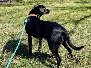 Enlarge JuneBug, a Adopted mixed breed in Boonton, NJ image 5/6