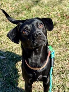 Enlarge JuneBug, a Adopted mixed breed in Boonton, NJ image 6/6