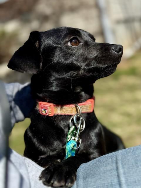 JuneBug, Adopted, Puppy Female Dachshund & Chihuahua.