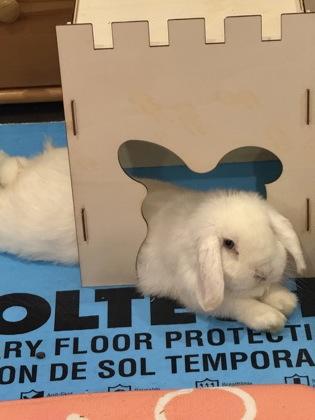 Billie, Adoptable, Baby Male Bunny Rabbit & Bunny Rabbit.