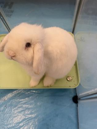 Enlarge Billie, a Adoptable mixed breed in Montreal, QC image 2/2