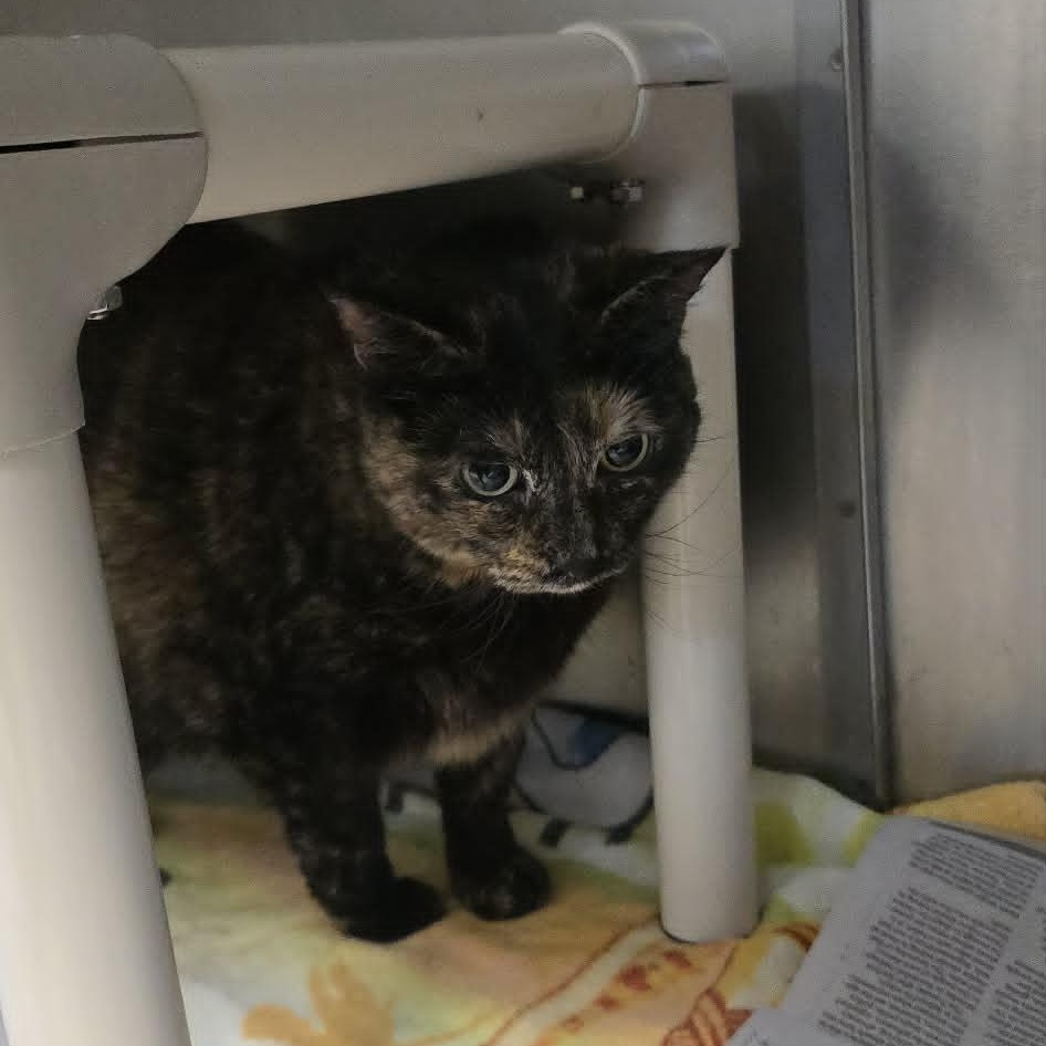 Enlarge Marble, an adopted Domestic Short Hair in Orange, VA image 1/1
