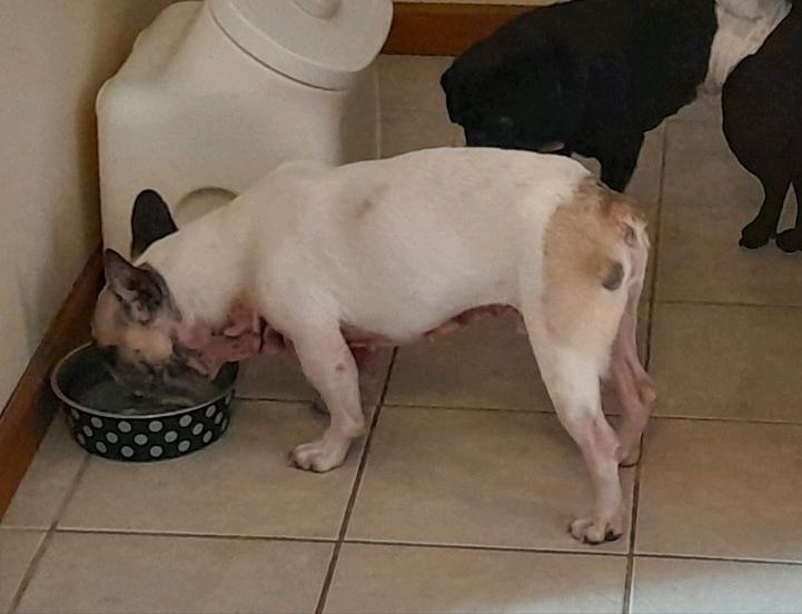 Guccifrench Bulldog thumbnail 2