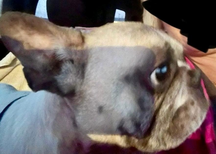 Guccifrench Bulldog thumbnail 3