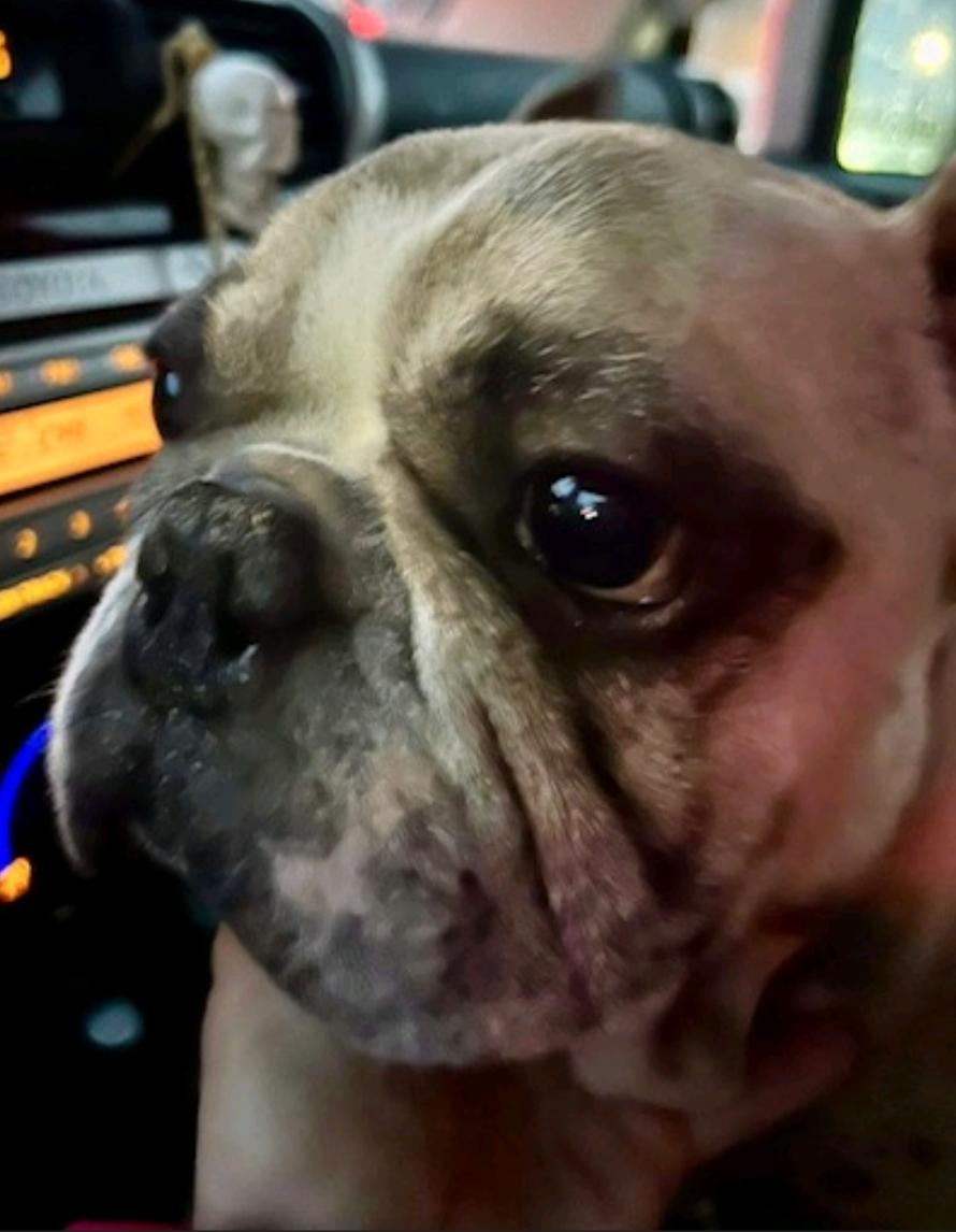 Guccifrench Bulldog thumbnail 4