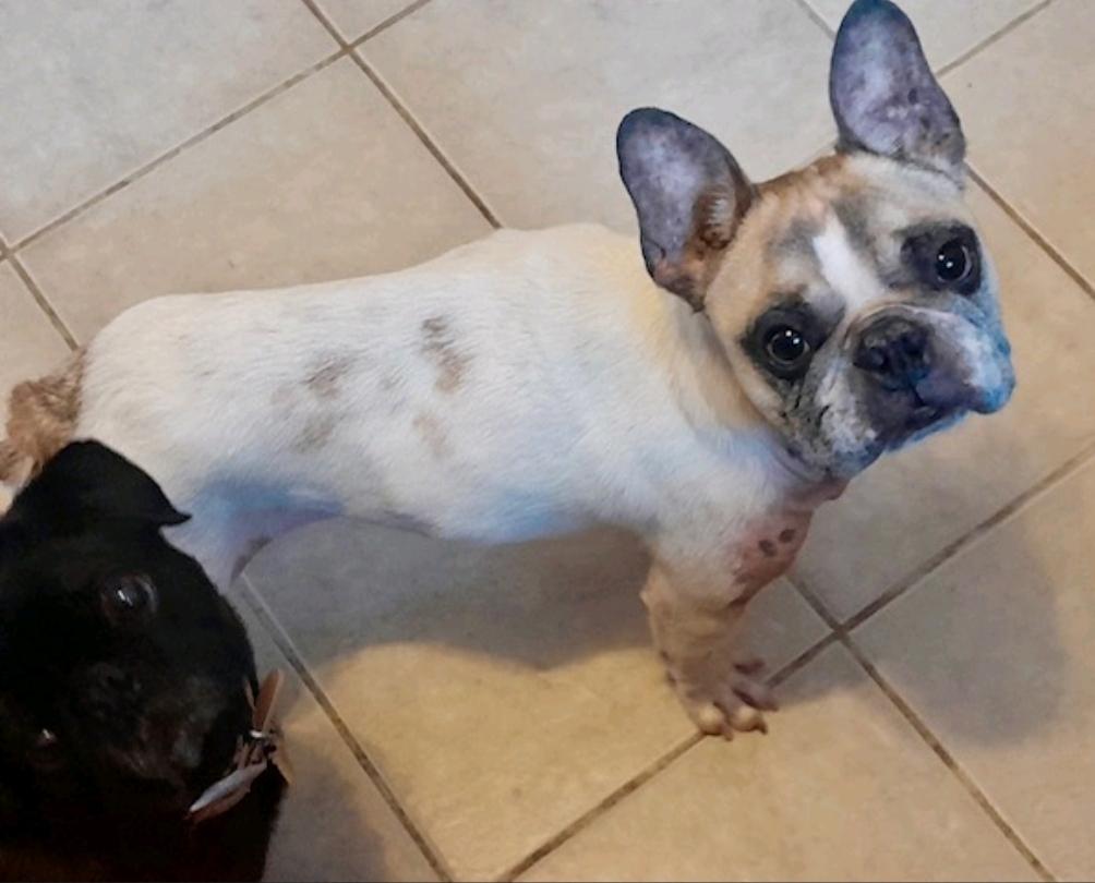 Gucci-French bulldog, a ADOPTABLE French Bulldog in Torrington, CT image 3/5