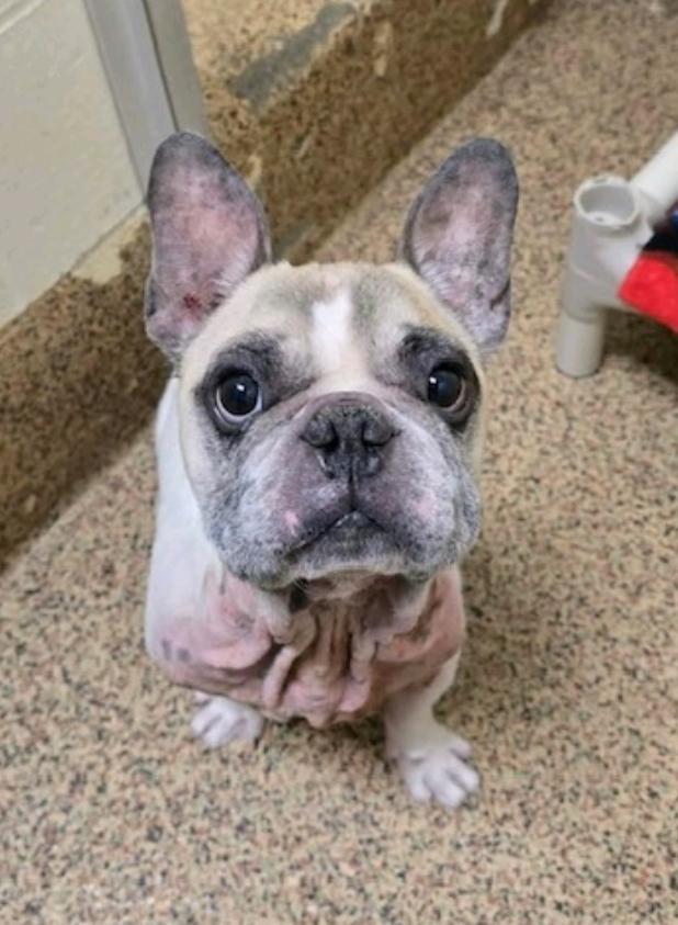 Gucci-French bulldog, ADOPTABLE, Adult Male French Bulldog.