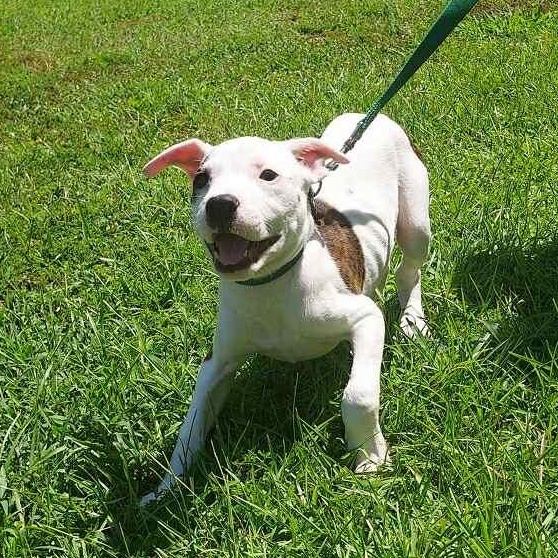Domino - in foster home