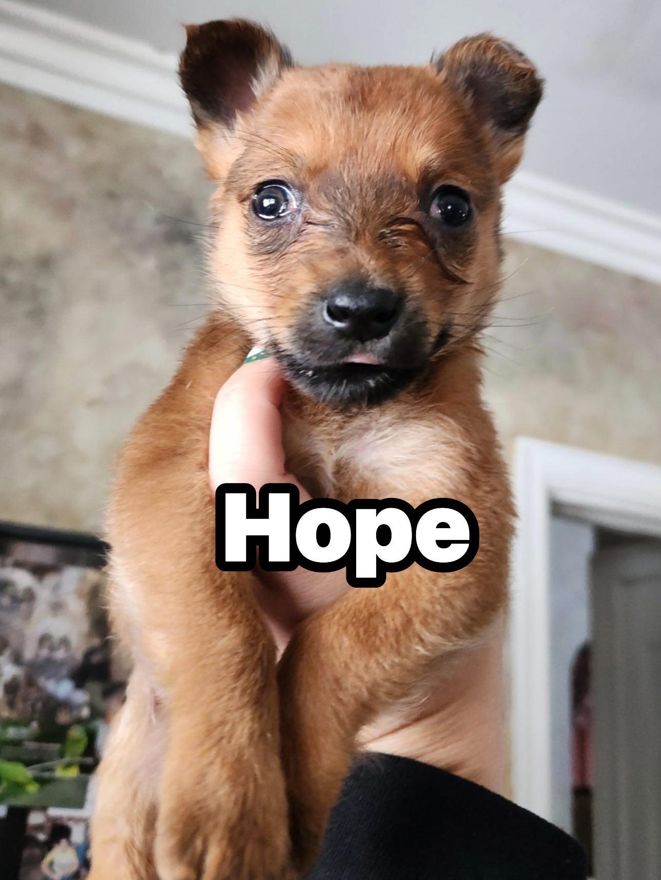 Hope, ADOPTABLE, Puppy Female Jack Russell Terrier.