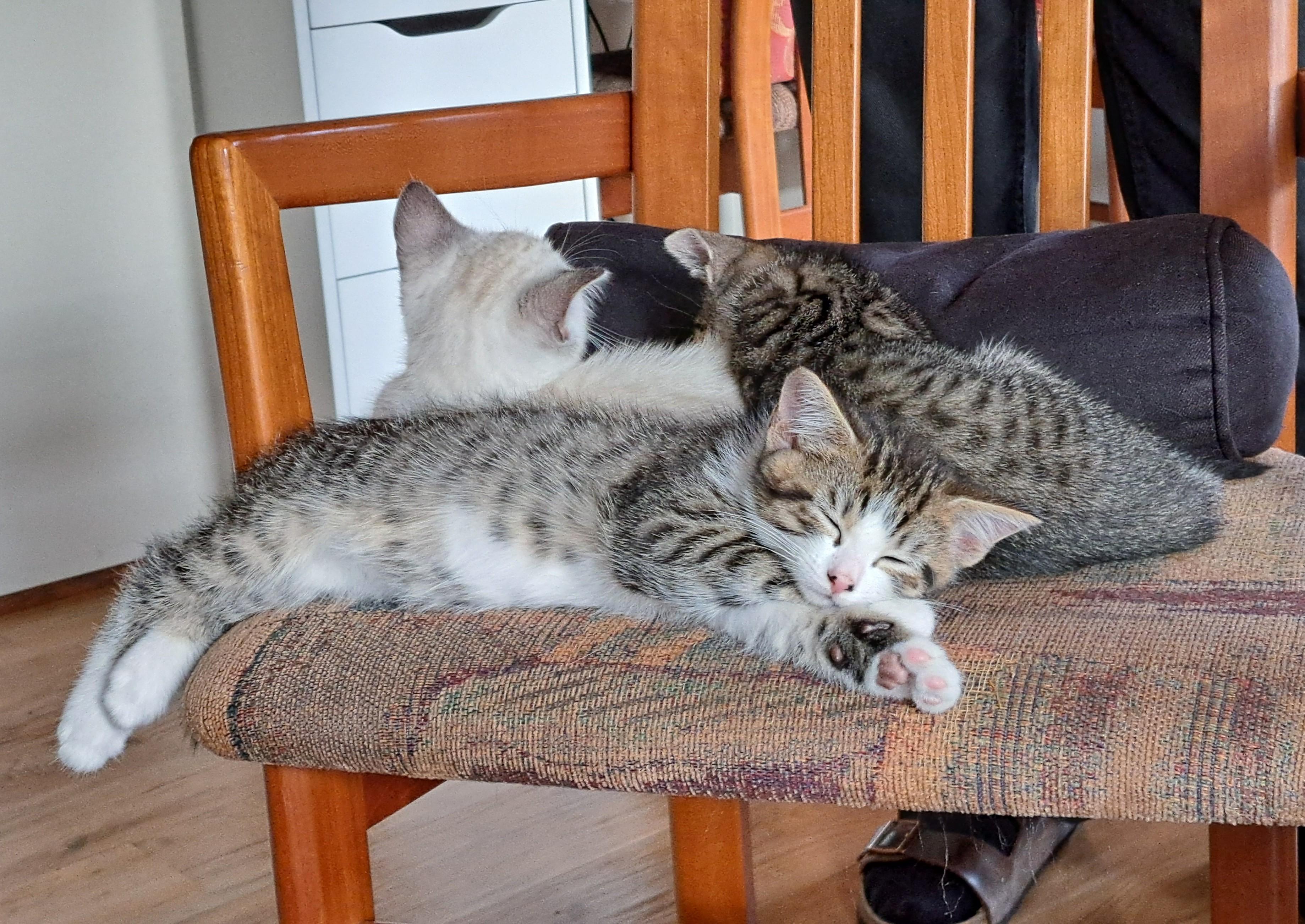 Enlarge Filius, a Adoptable Domestic Short Hair in Saanichton, BC image 3/6