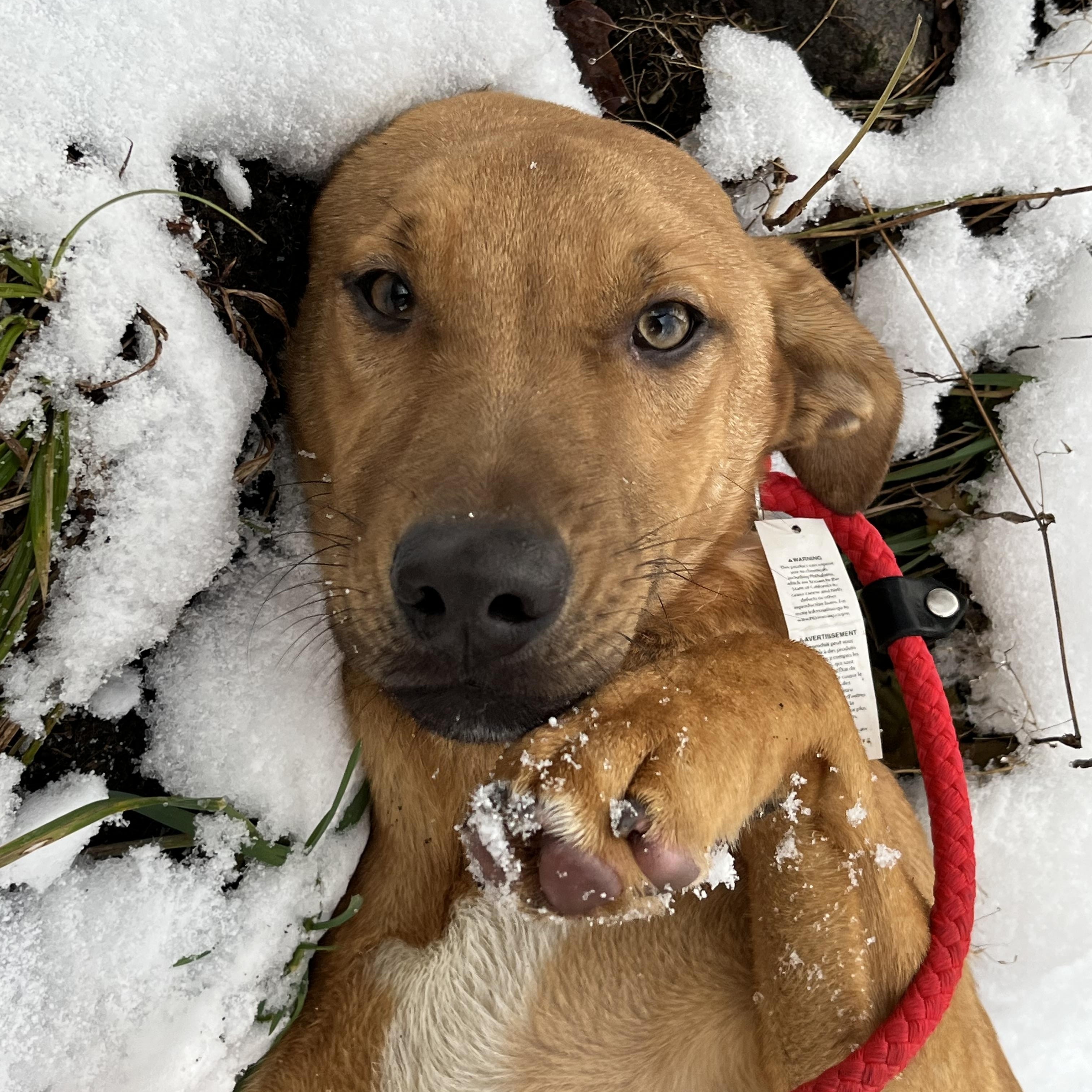 Enlarge America (FEE SPONSORED), a Adoptable mixed breed in Portland, ME image 3/5