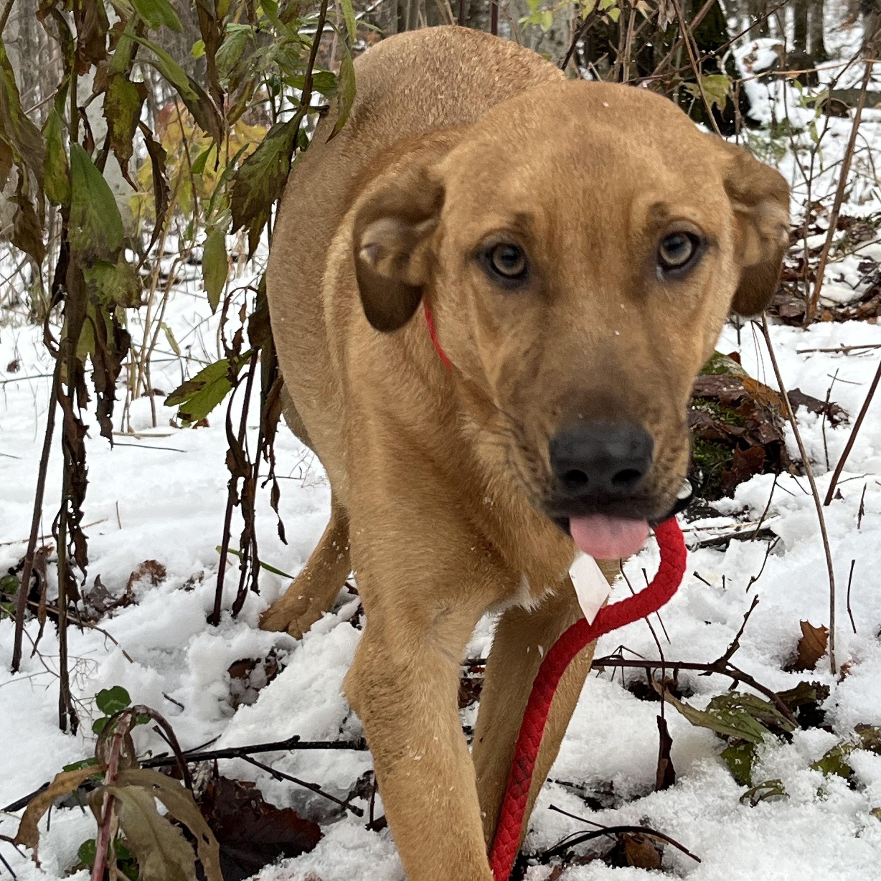 Enlarge America (FEE SPONSORED), a Adoptable mixed breed in Portland, ME image 4/5