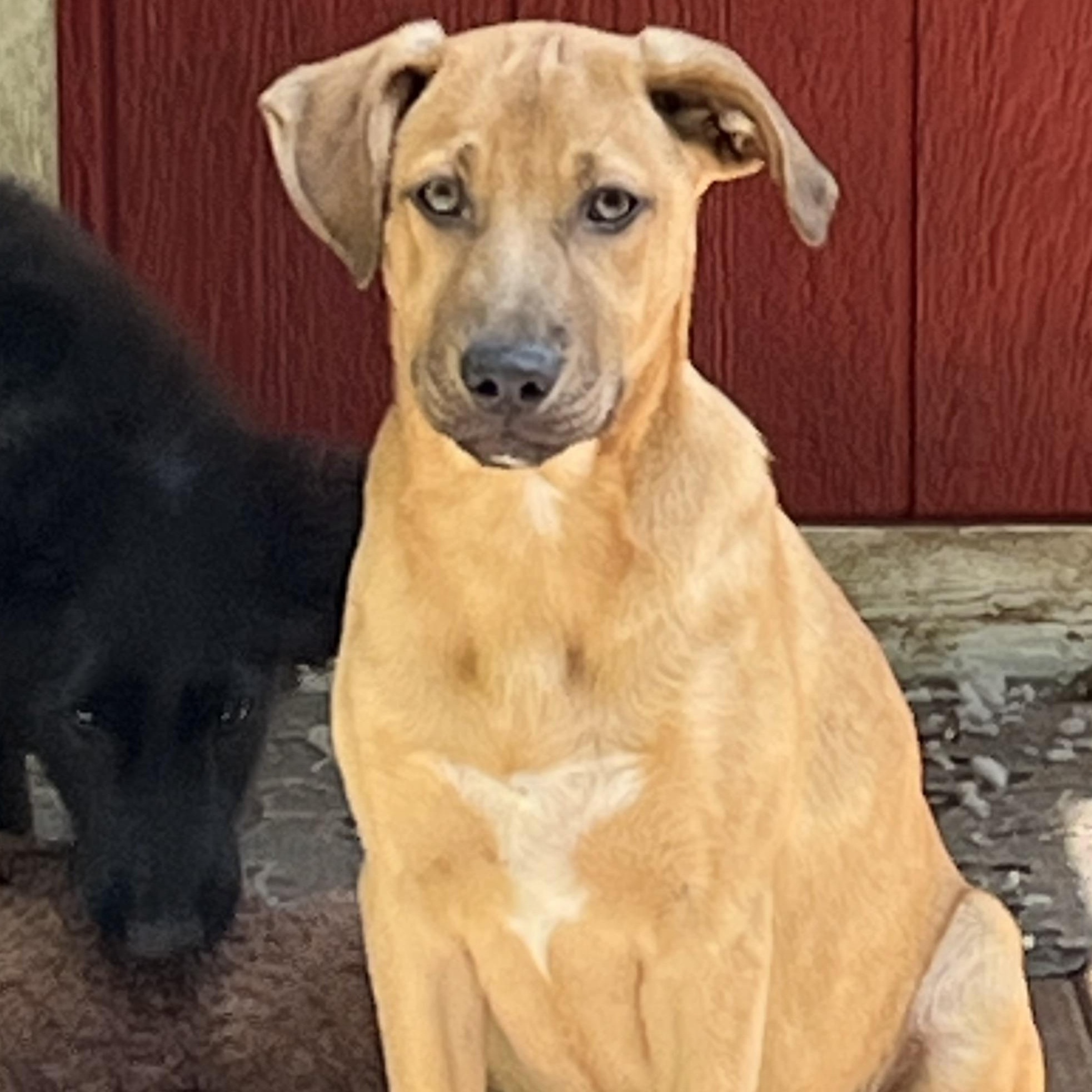 Enlarge America (FEE SPONSORED), a Adoptable mixed breed in Portland, ME image 5/5