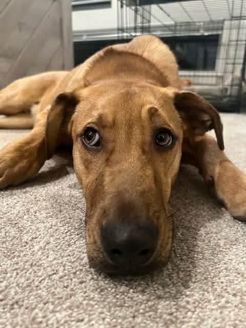 Enlarge America (FEE SPONSORED), a Adoptable mixed breed in Portland, ME image 2/5