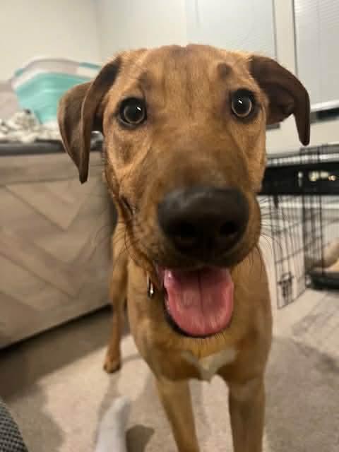 Enlarge America (FEE SPONSORED), a Adoptable mixed breed in Portland, ME image 1/5