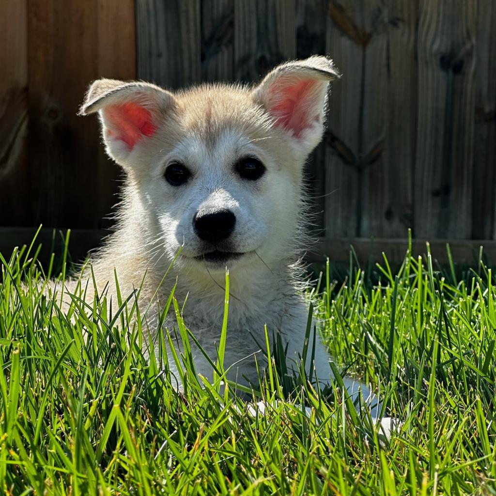 Enlarge Newt, a Adoptable mixed breed image 1/6