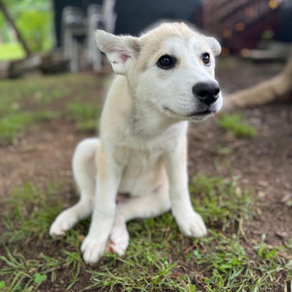 Enlarge Newt, a Adoptable mixed breed image 2/6