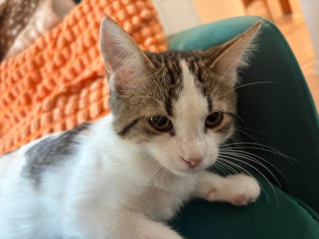 Gastly, Adoptable, Kitten Male Domestic Short Hair.