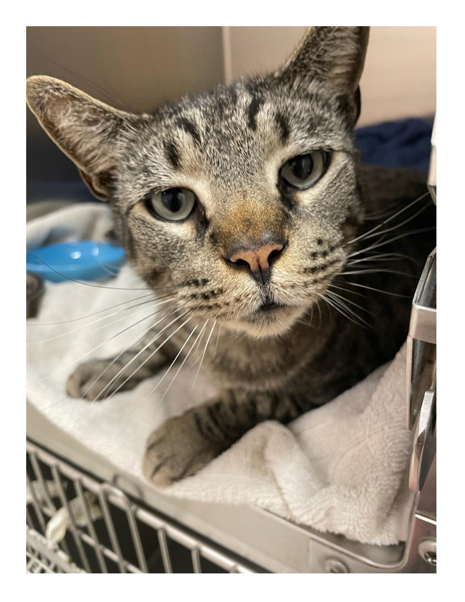 Anakin (at foster home), Adoptable, Adult Male Domestic Short Hair & Bengal.