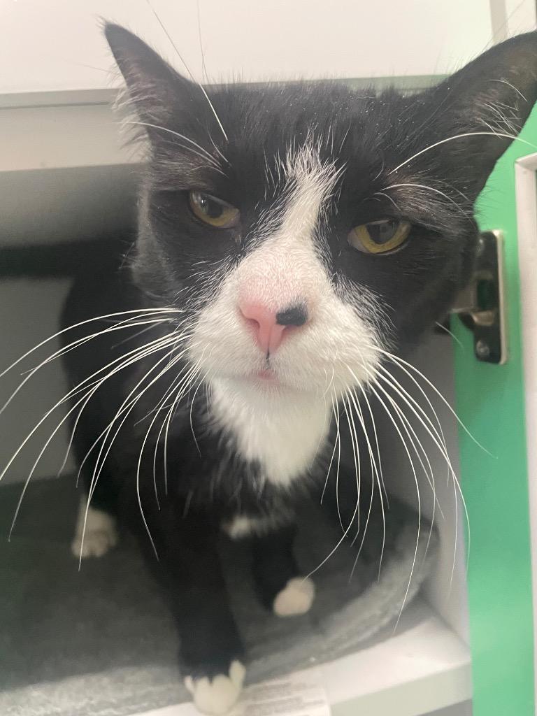 Georgie, Adoptable, Adult Male Domestic Short Hair.