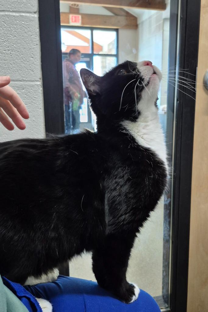 Enlarge Georgie, a Adoptable mixed breed in East Ridge, TN image 2/4