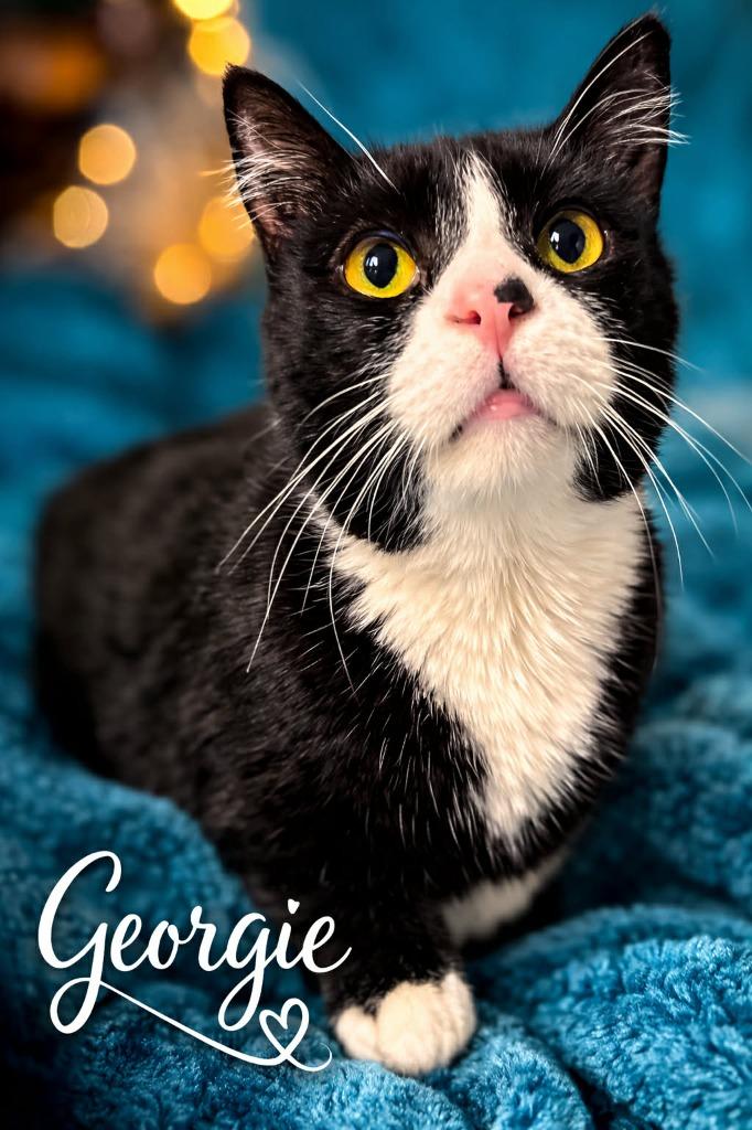 Georgie, Adoptable, Adult Male Domestic Short Hair.