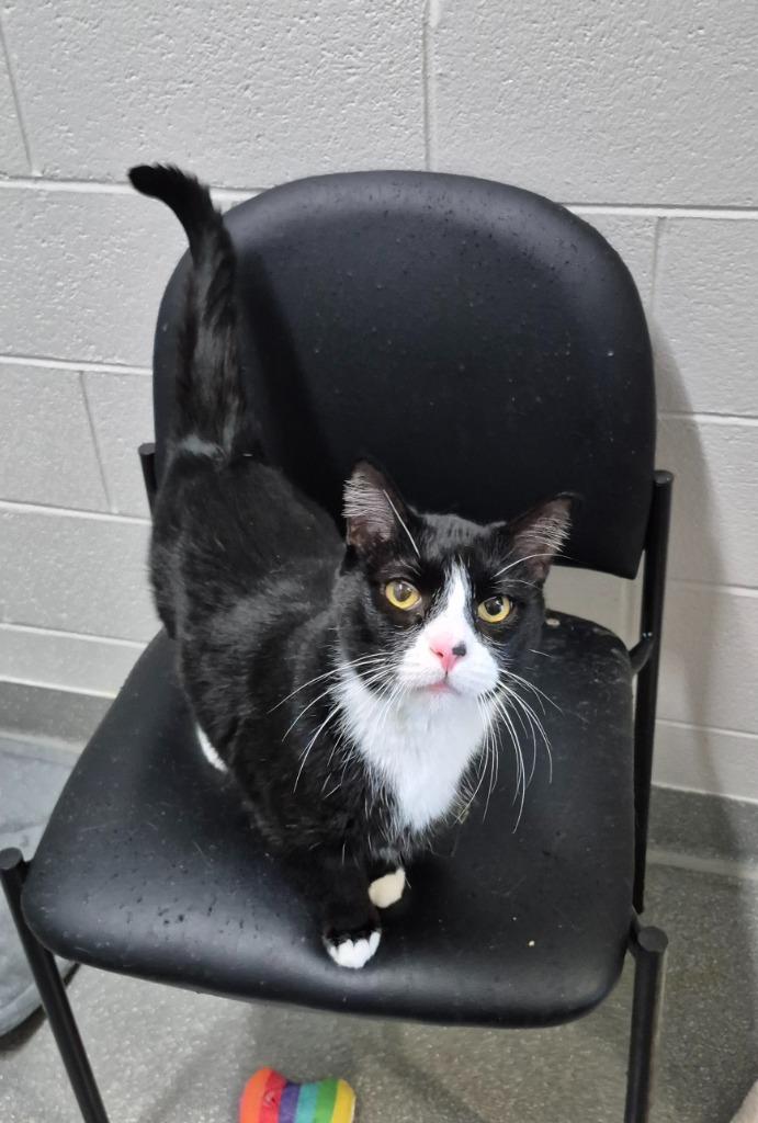 Enlarge Georgie, a Adoptable mixed breed in East Ridge, TN image 4/4