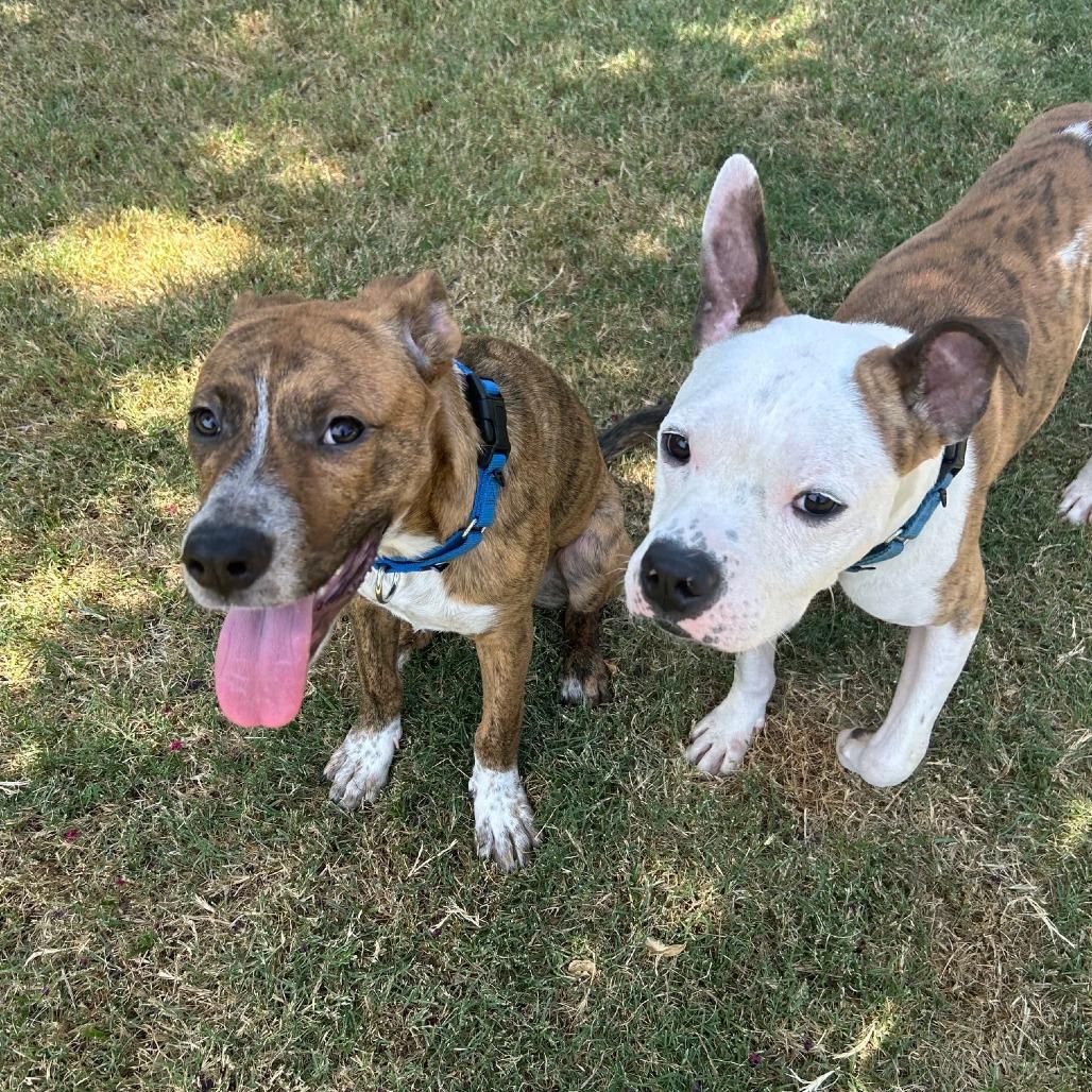 Johnny, Adoptable, Adult Male Mixed Breed.