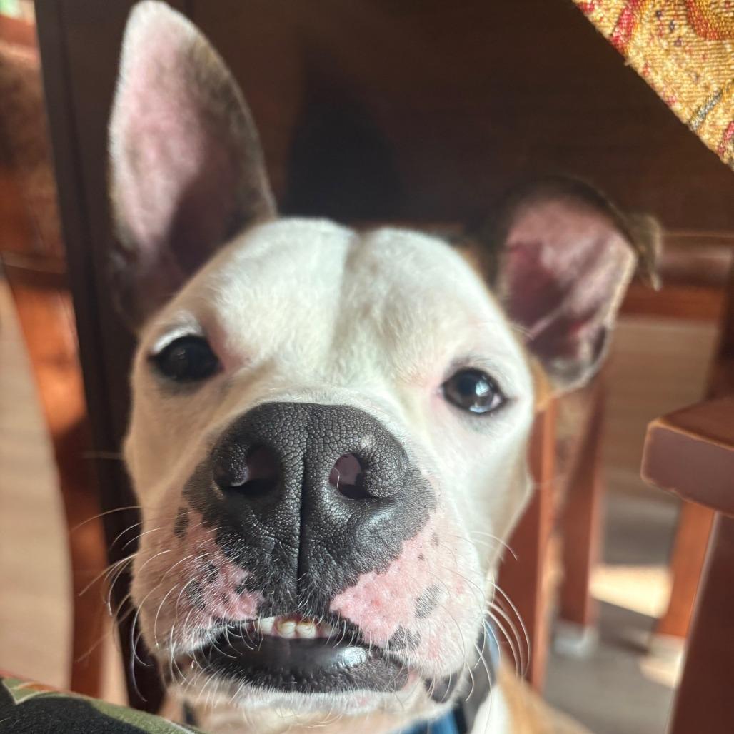 Enlarge Johnny, a Adoptable Mixed Breed in Brooklyn, NY image 2/6