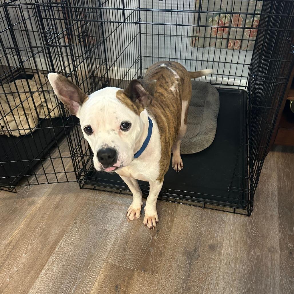 Enlarge Johnny, a Adoptable Mixed Breed in Brooklyn, NY image 3/6