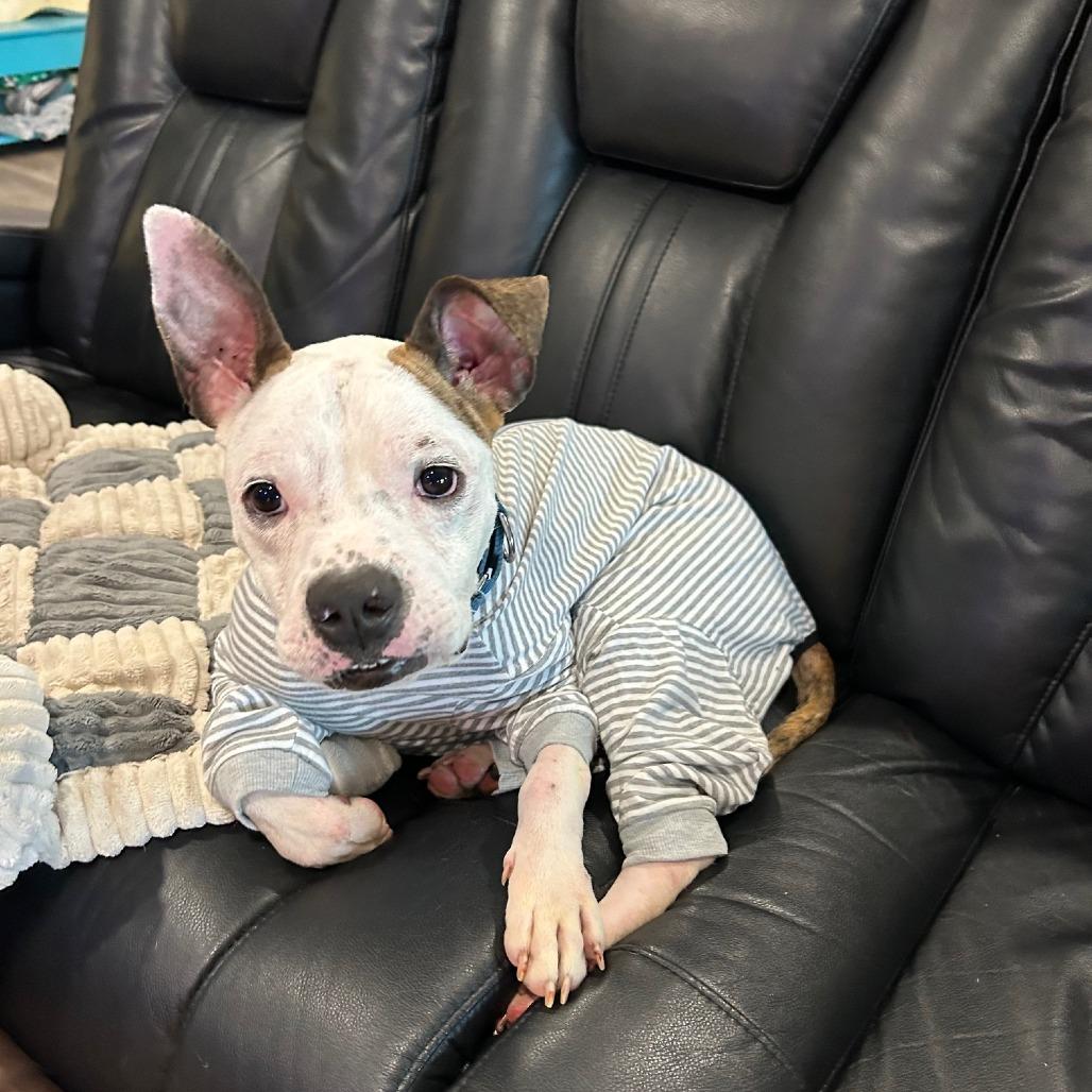 Enlarge Johnny, a Adoptable Mixed Breed in Brooklyn, NY image 4/6