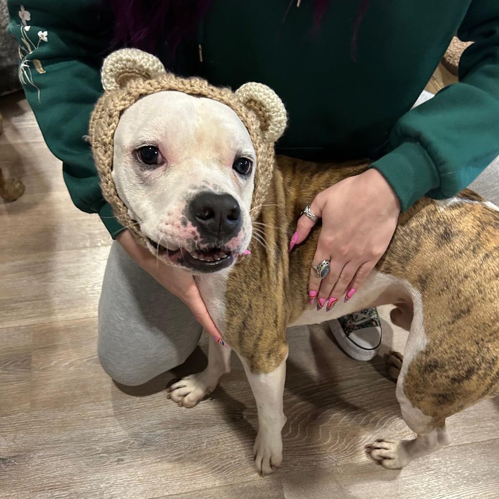 Enlarge Johnny, a Adoptable Mixed Breed in Brooklyn, NY image 5/6