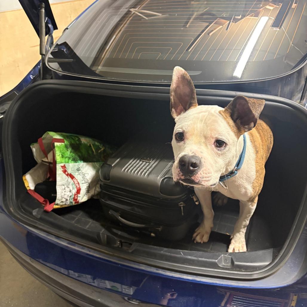 Enlarge Johnny, a Adoptable Mixed Breed in Brooklyn, NY image 6/6